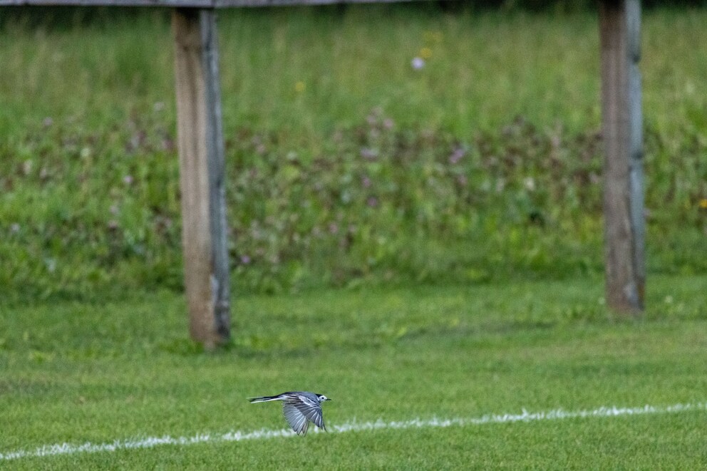 Canon EOS R7 Tierfotografie ohne Nierenverkauf Galaxus